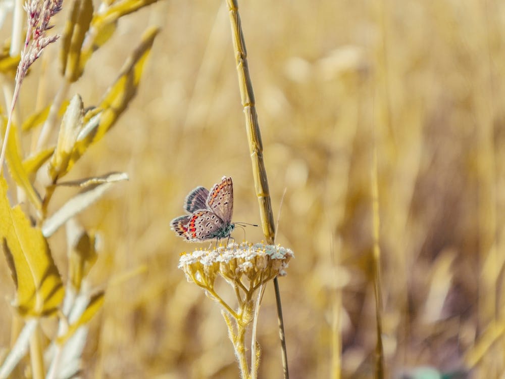 Butterfly On Dried Plant