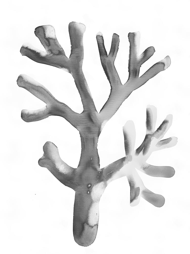 Coral Branch 2