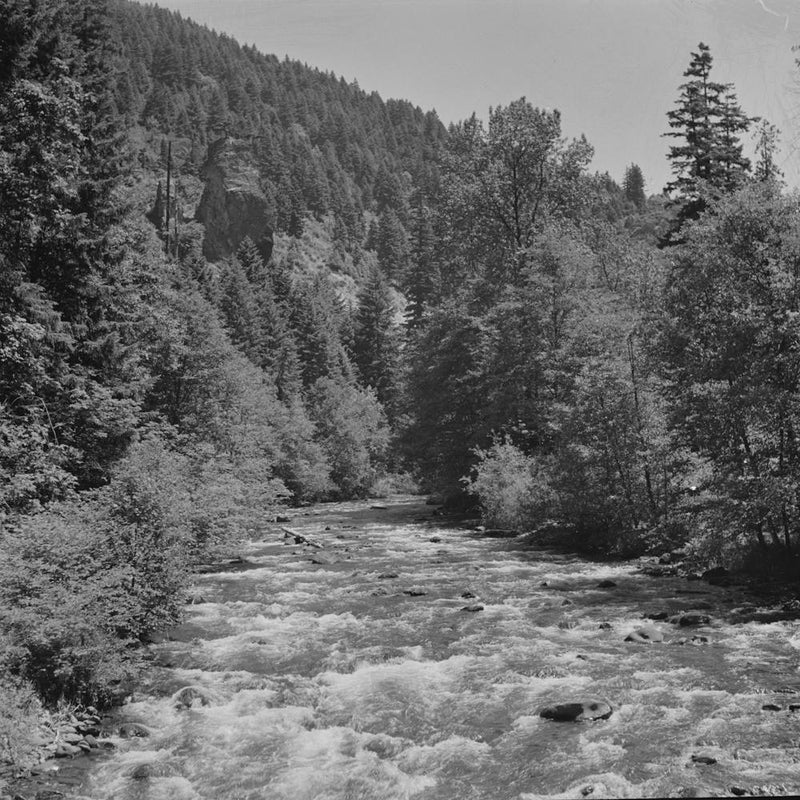 Willamette National Forest, Lane County, Oregon, Salt Creek By Russell Lee