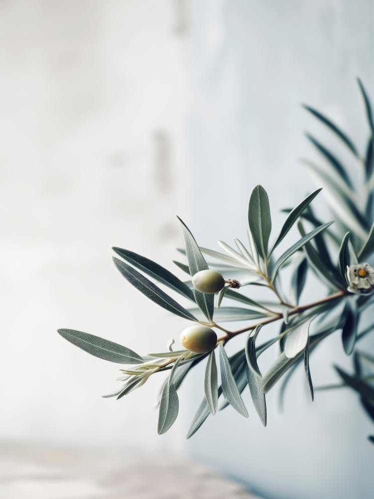 Olives