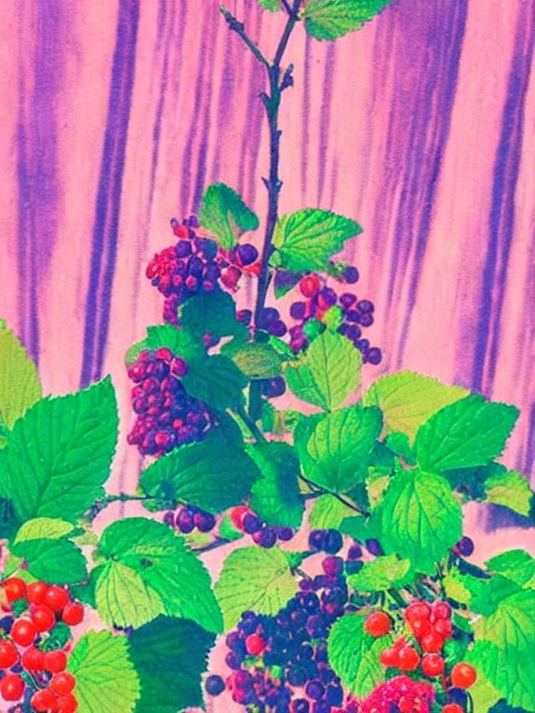 Loganberry 1 Risograph Retro Poster Fruit