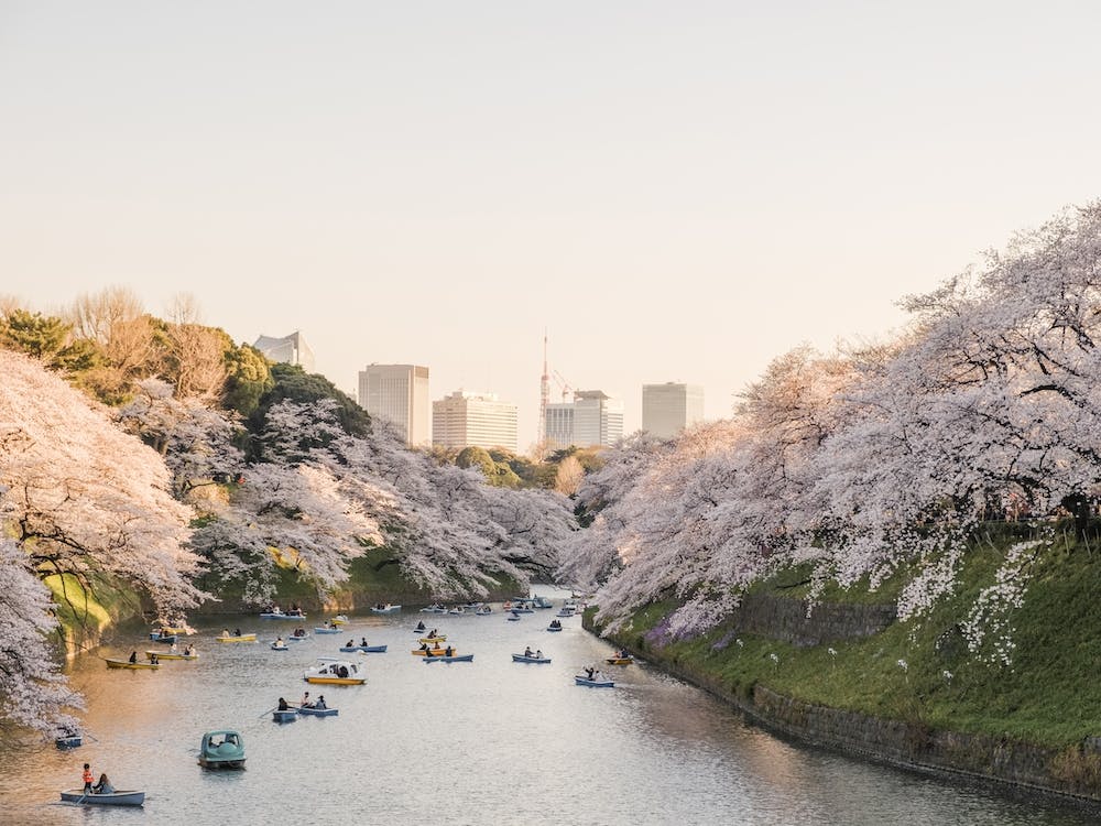 Washington Dc Cherry Blossoms