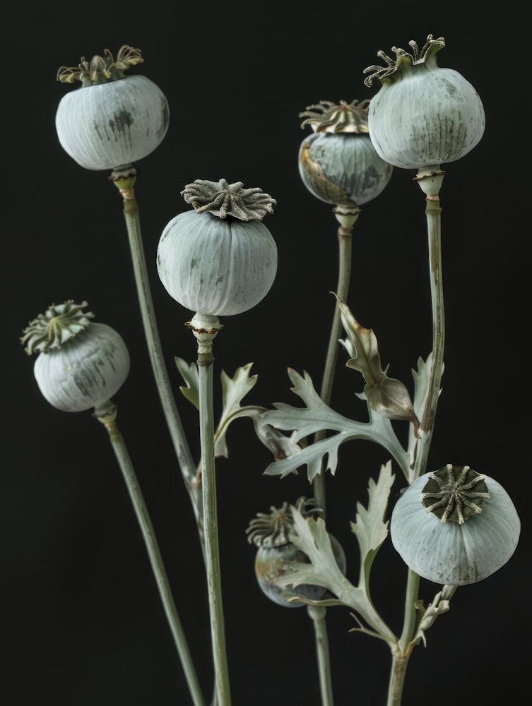 Poppy Flowers