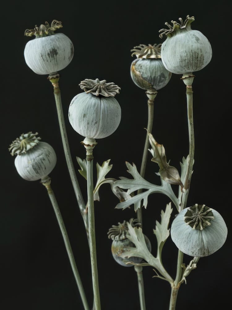 Poppy Flowers
