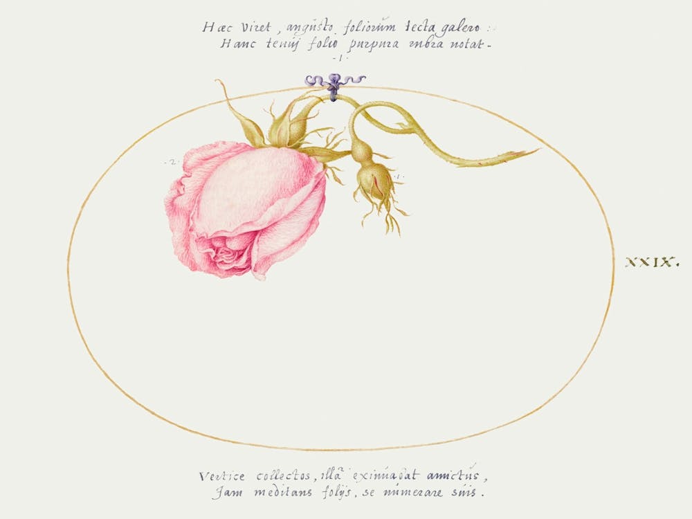 Pink Rose And Rosebud (1575–1580), Joris Hoefnagel