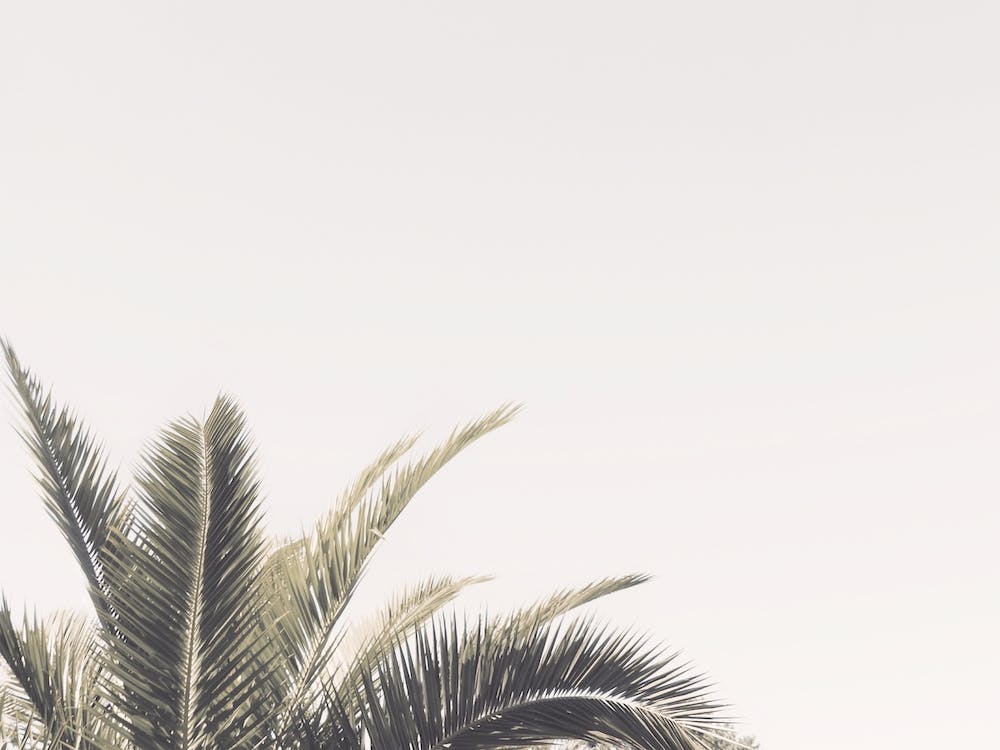 Palm Tree Top