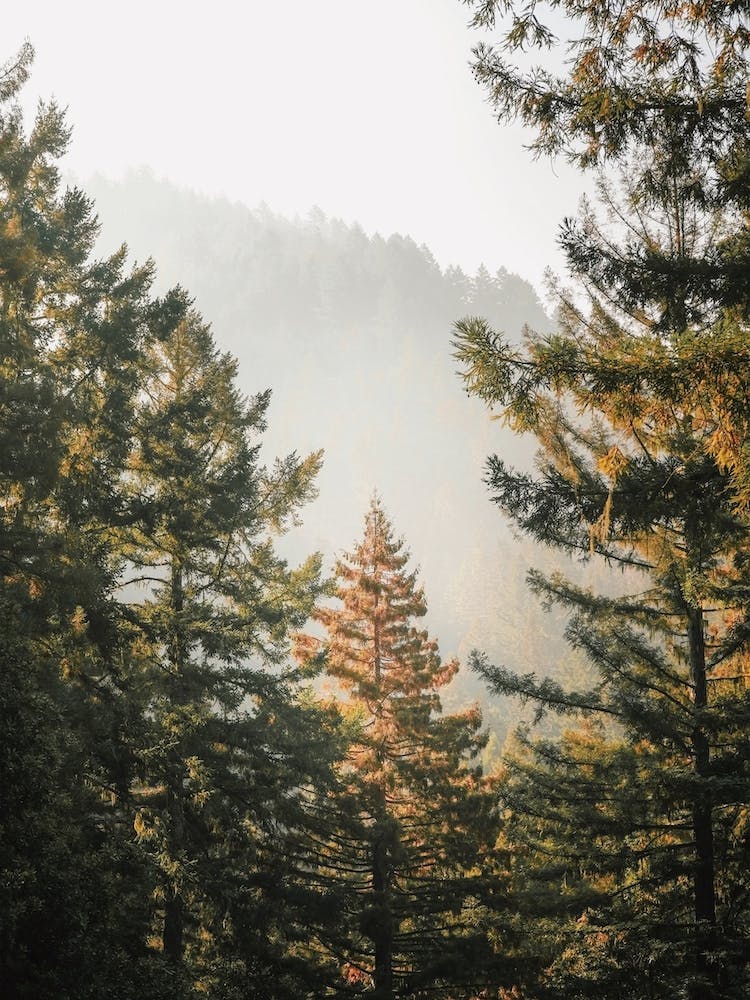 Pine Tree Scenery