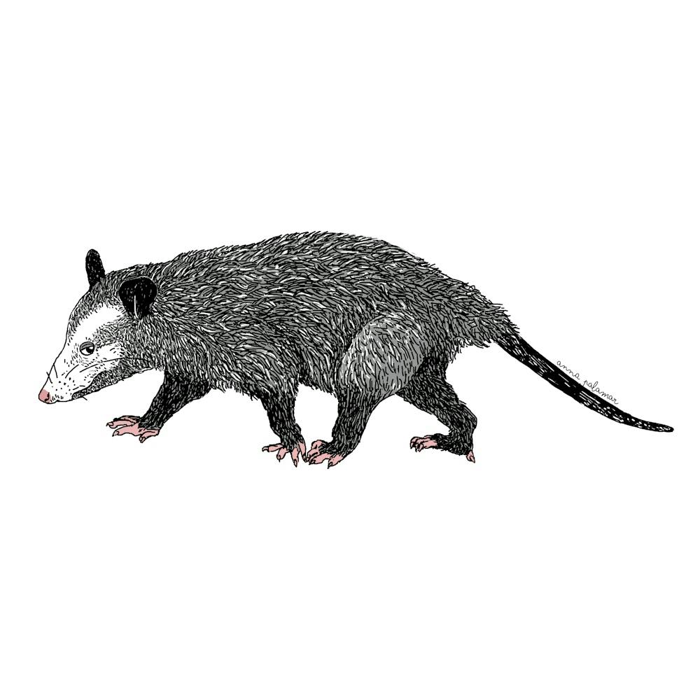 Opossum