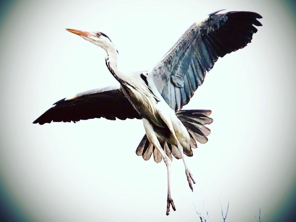 Heron In Flight