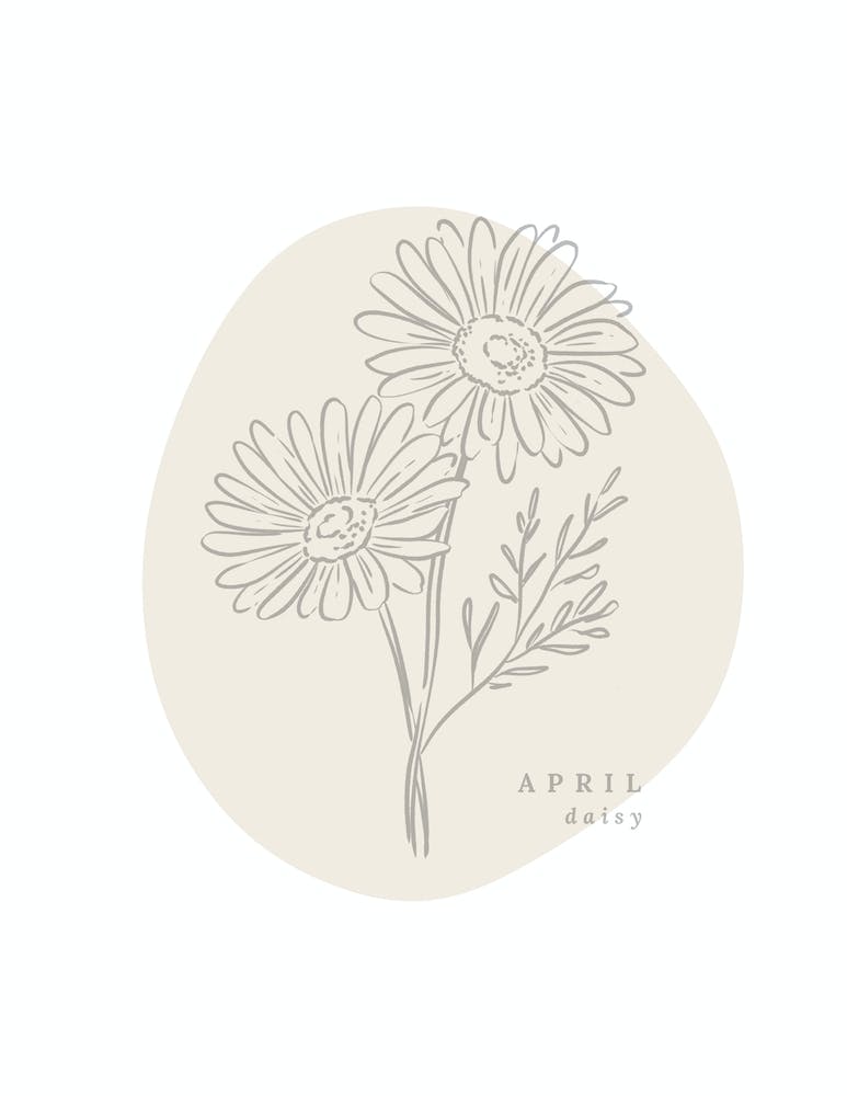 April Daisy  Birth Flower | Neutral Florals