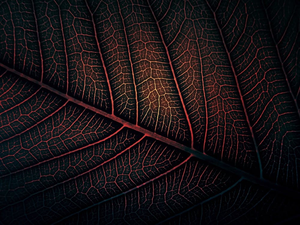 Red Leaf