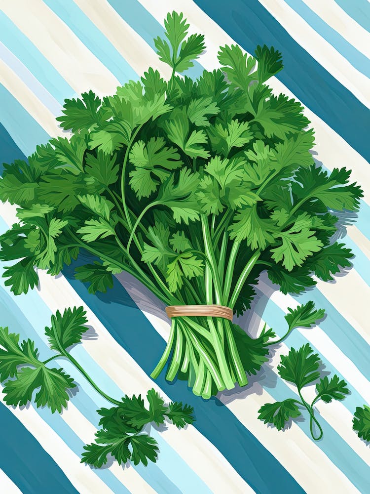Koriander Sommer Illustration 10