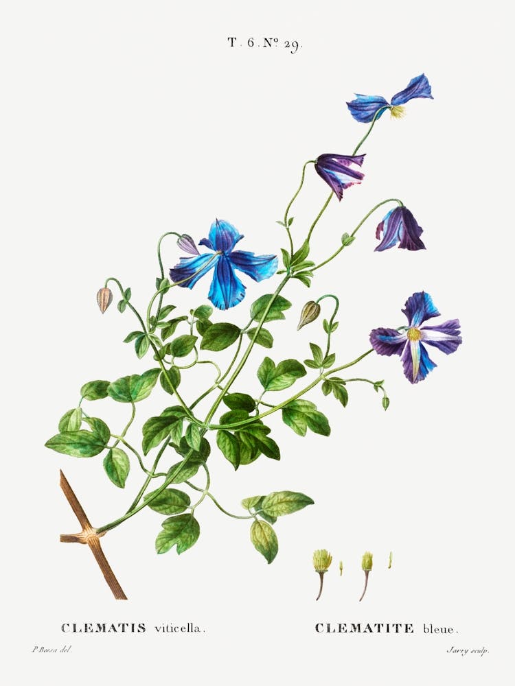 Clematis Viticella, Pierre Joseph Redoute
