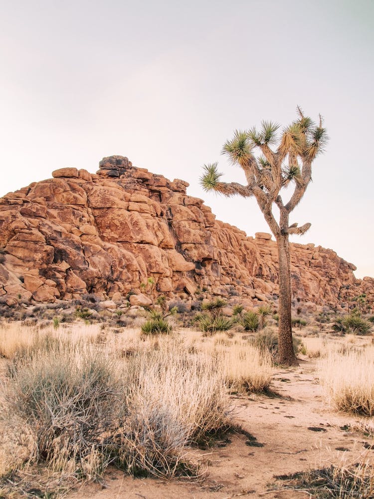 Joshua Tree Scenery