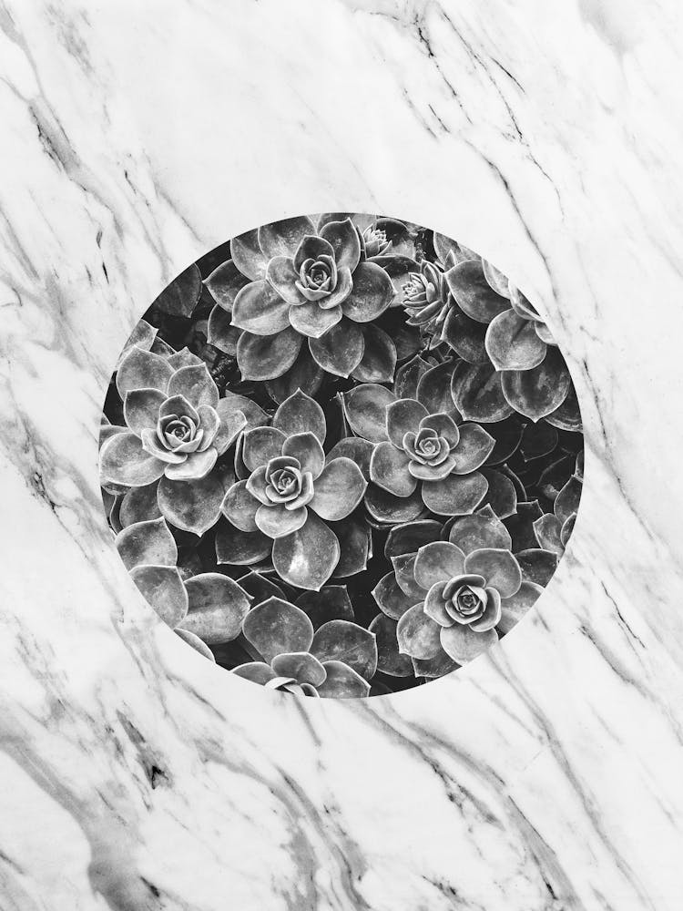 Geometric and botanical A