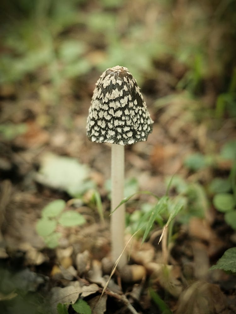 Brown Mushroom // Nature Photography 2