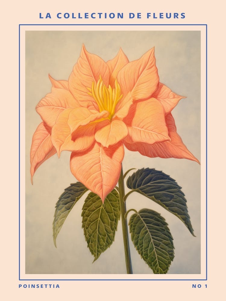 Poinsettia French Flower Botanical Poster