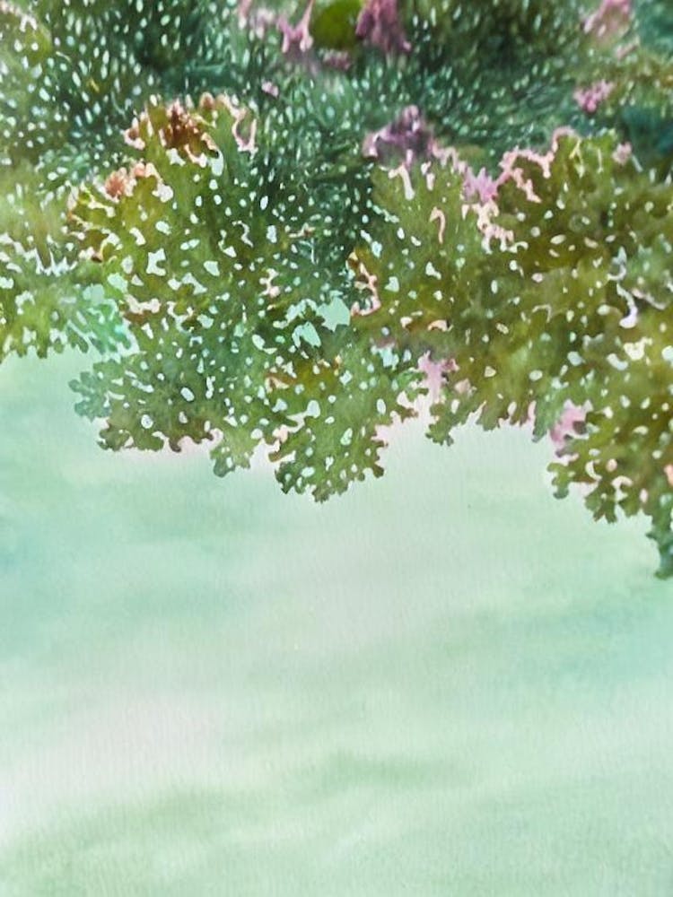 Acropora Latistella Storybook Watercolour