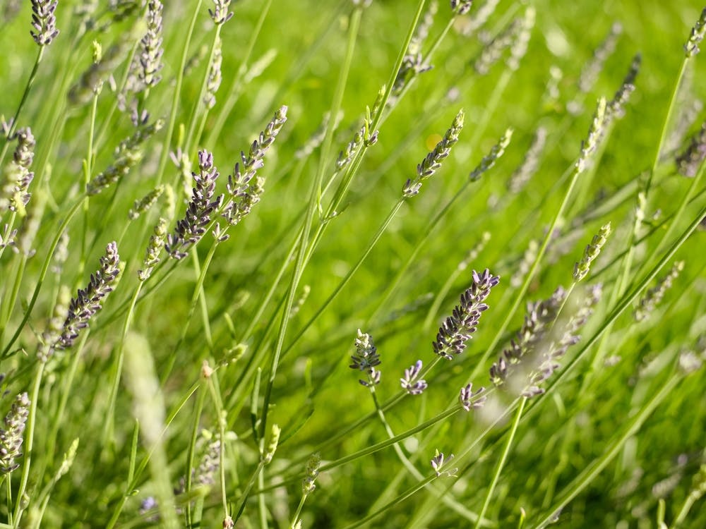 Purple Lavender in the Green Grass // Nature Photography