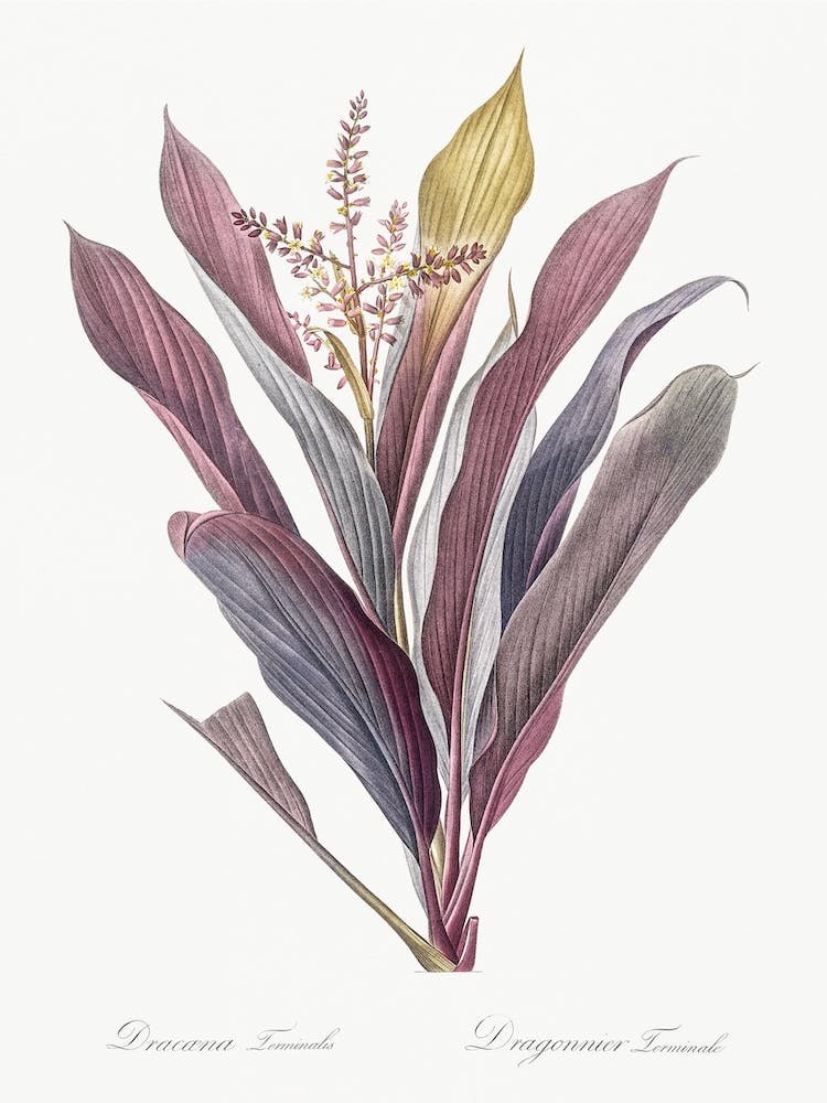 Cordyline Fruticosa Illustration aus Les Liliacées, Pierre Joseph Redouté