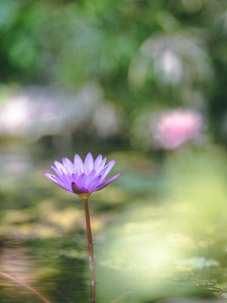 Water Lily