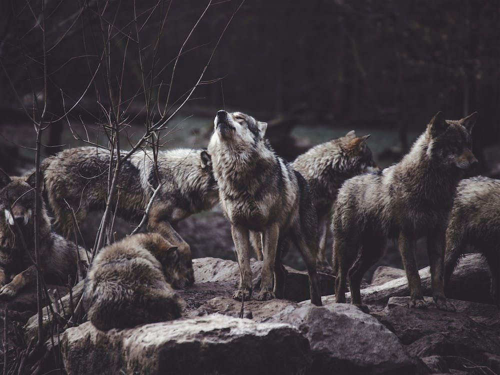 Wolf Pack