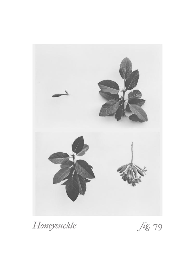 Honeysuckle Botanical Collage 1