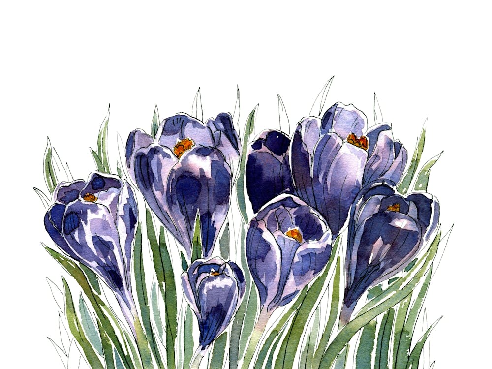 Crocus Watercolor Painting