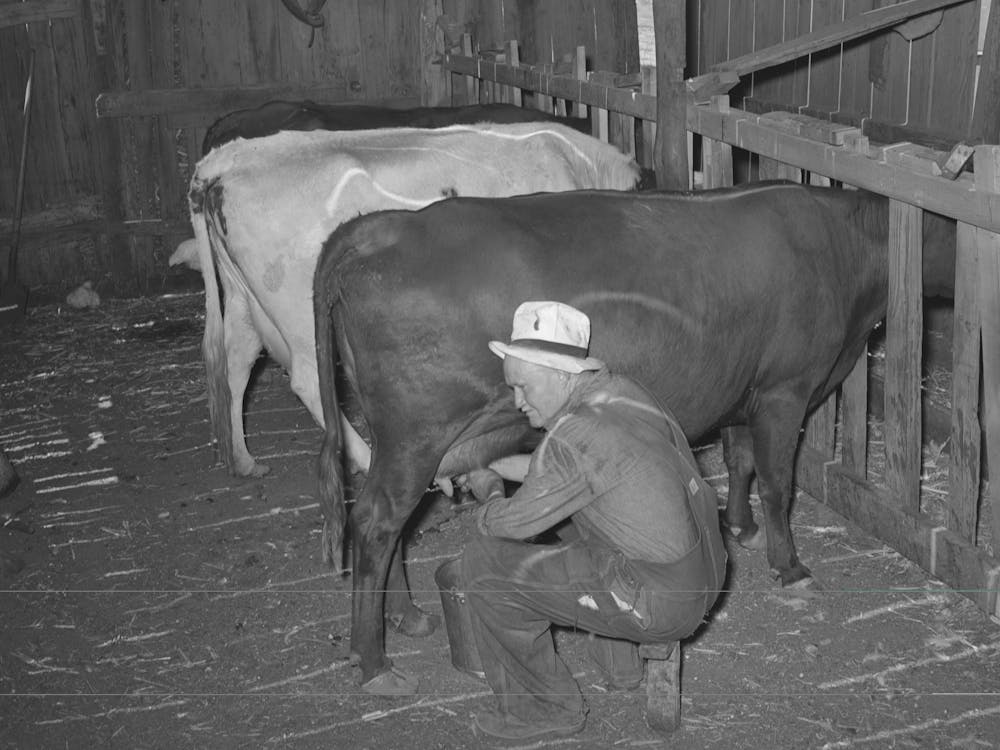 Mr,Bosley Milking His Dual Purpose Cows On His Farm,Baca County,Colorado By Russell Lee
