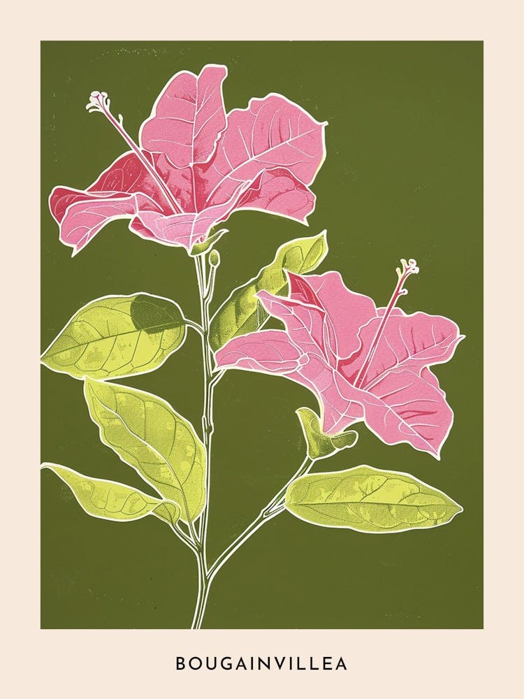 Pink & Green Bougainvillea 3 Flower Poster