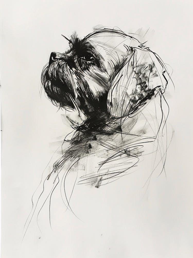Shih Tzu Charcoal Line 4