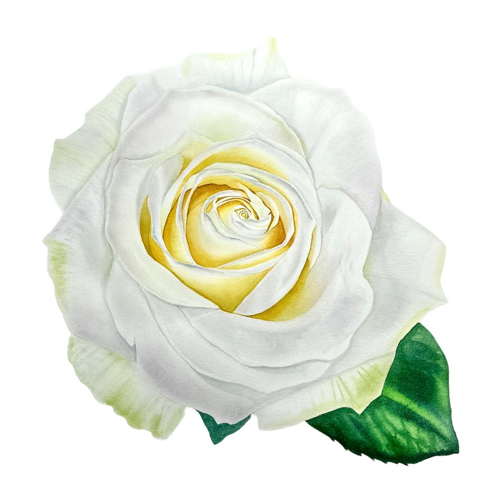 Weiße Rose in voller Blüte