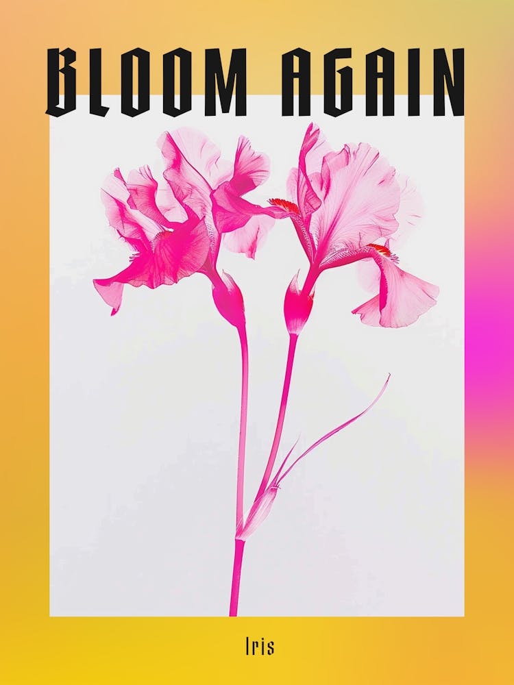 Leuchtend pinkfarbene Iris 2 Poster