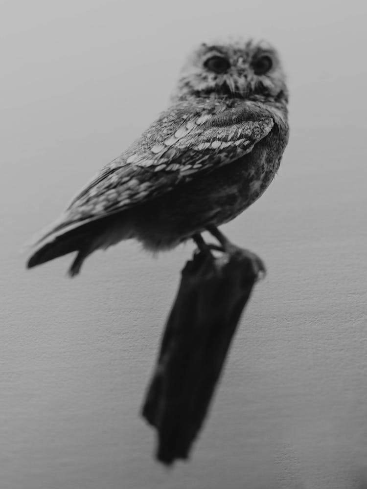 Hoo