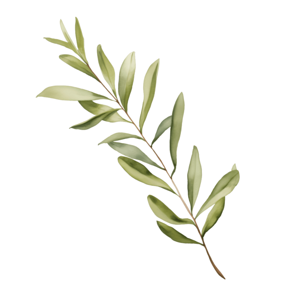 Olive Branch Isolated On Black