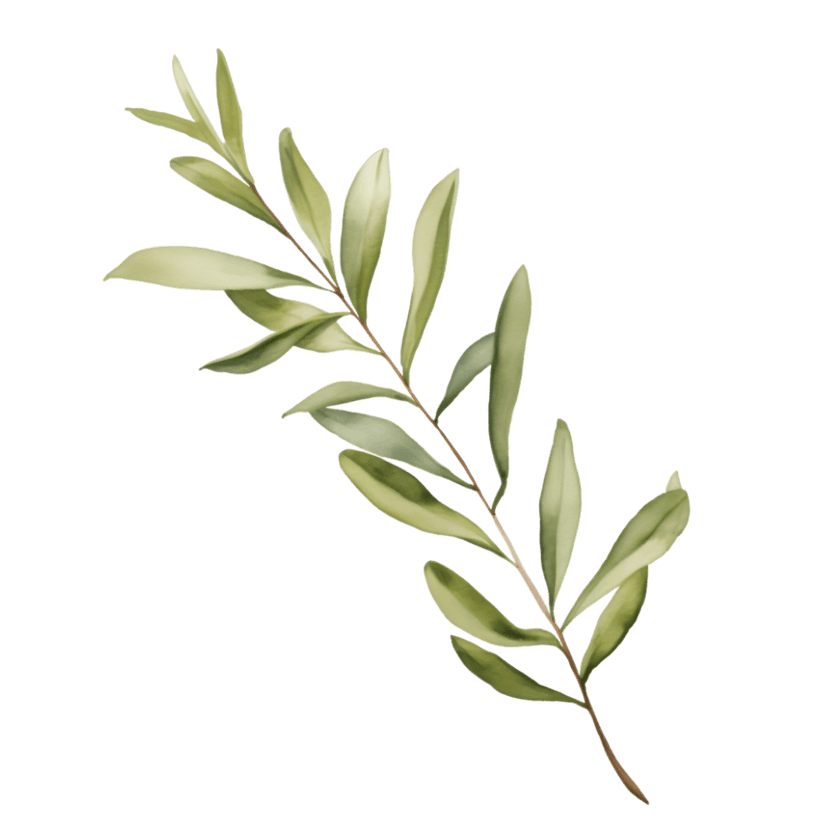 Olive Branch Isolated On Black