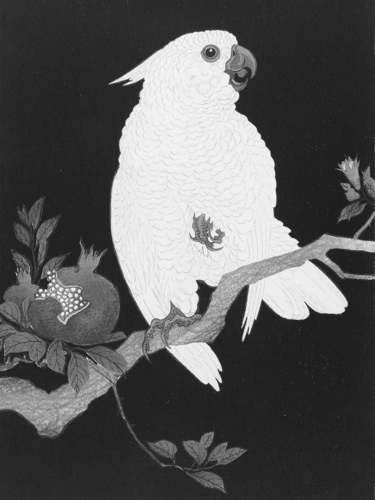 Cockatoo