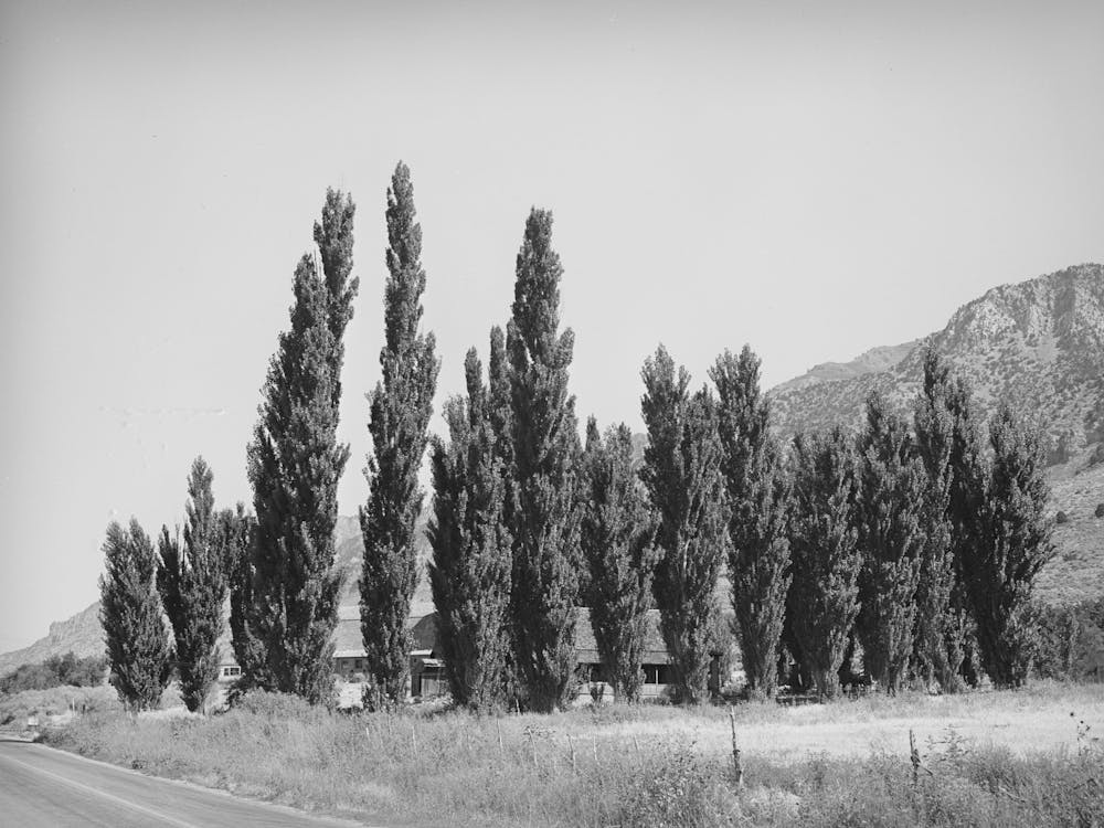 Row Of Lombardy Poplars, Box Elder County, Utah By Russell Lee