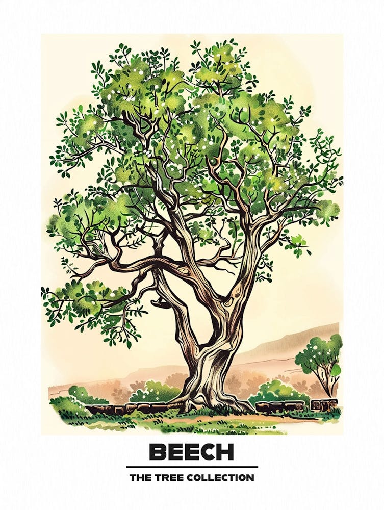 Beech Tree Storybook Illustration 3 Poster