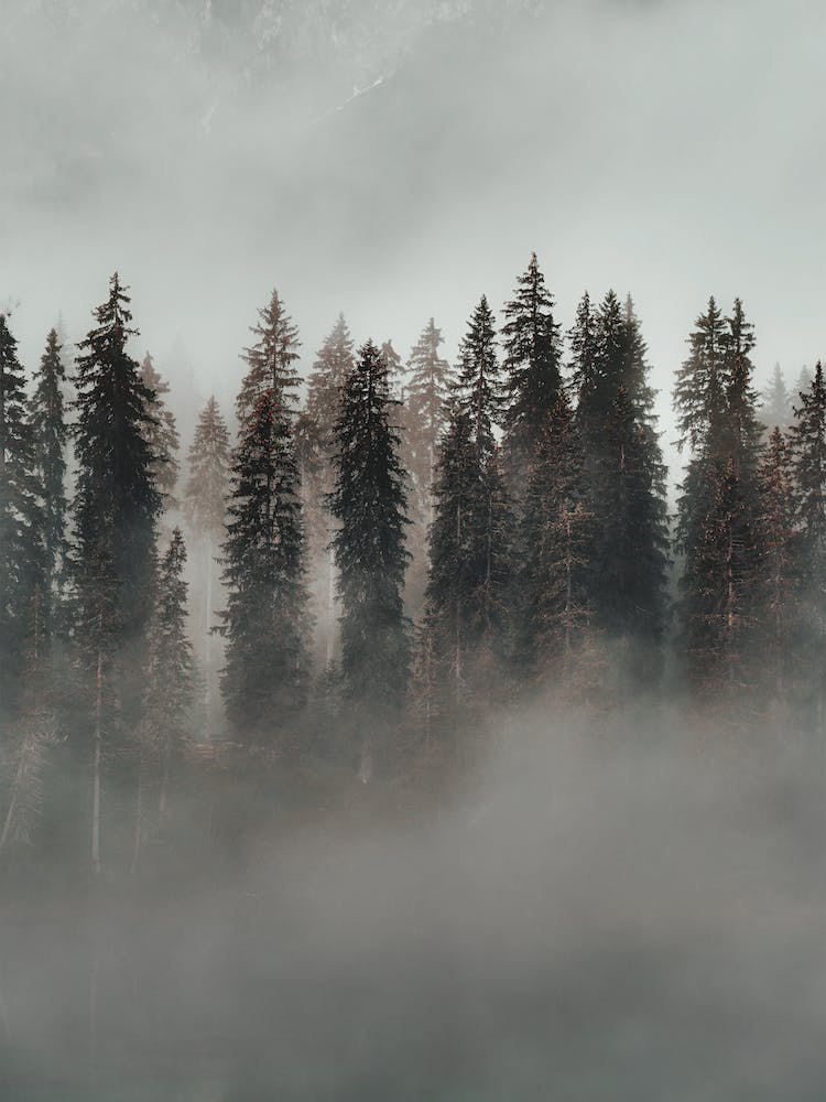 Foggy Evergreen Forest