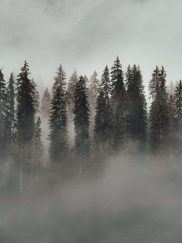 Foggy Evergreen Forest