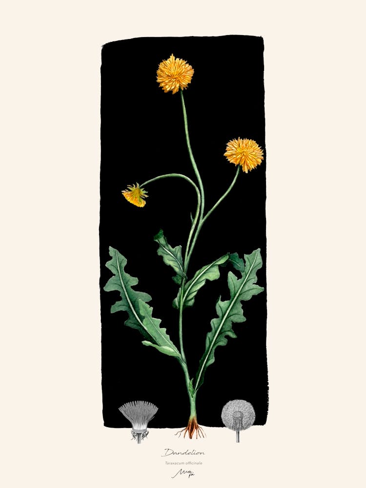 Dandelion