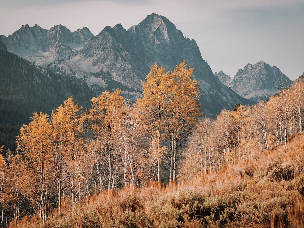 Colorado Aspens
