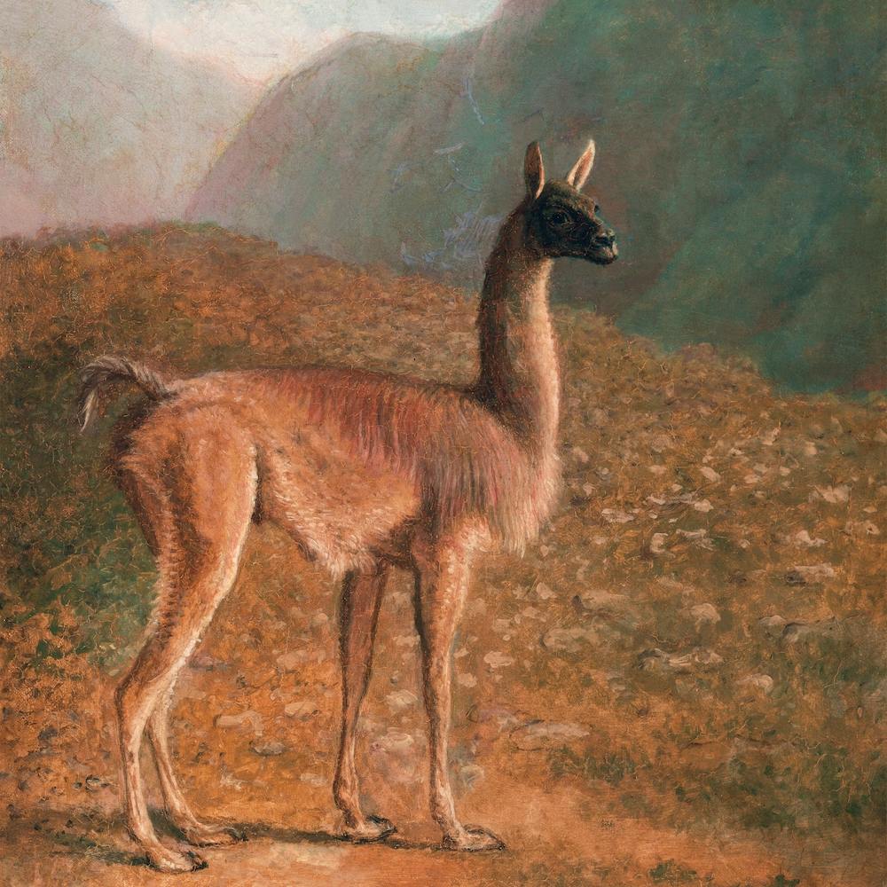 Mountain Llama Square