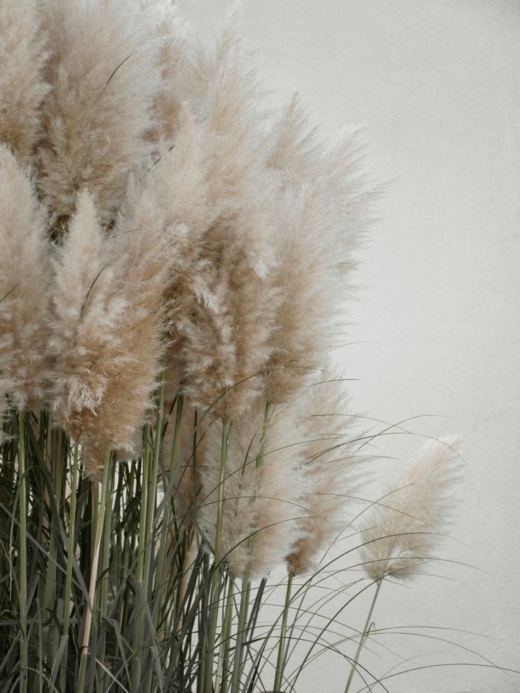 Pampas Grass Cloudy Heaven