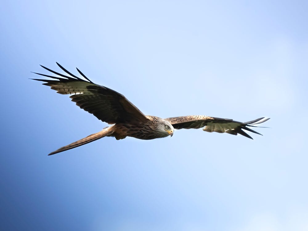 Red Kite Stare
