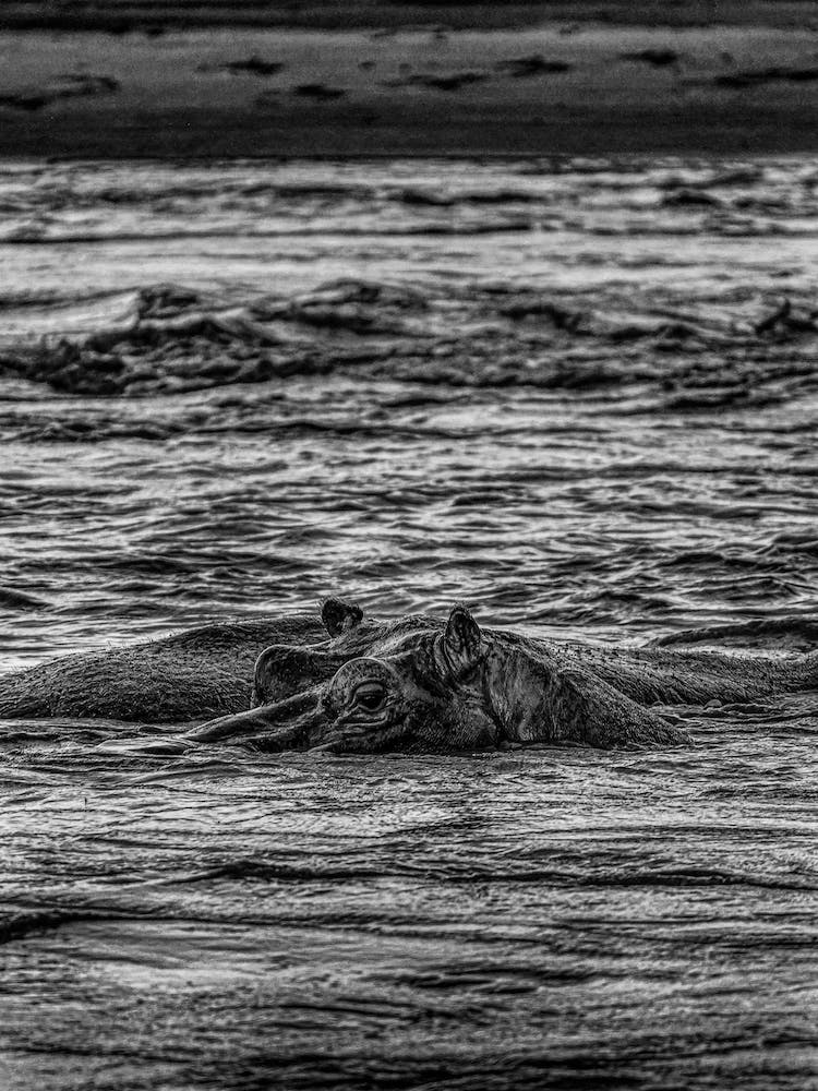 Hippo In The Water