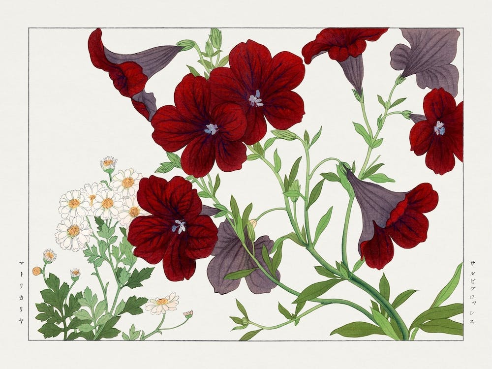 Matricaria & Salpiglossis Flower, Japanese Woodblock
