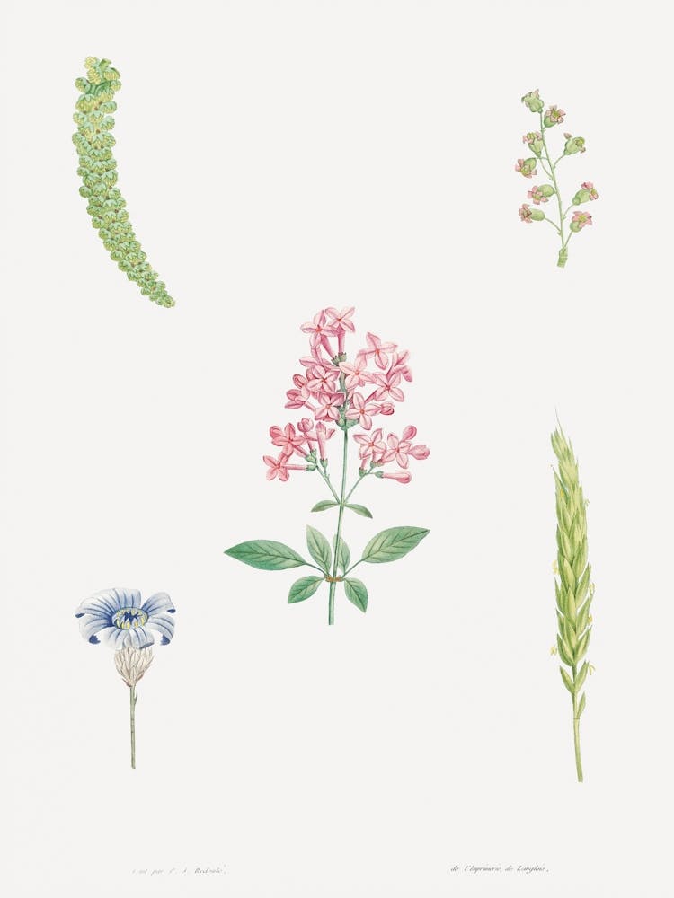 Wildblumen