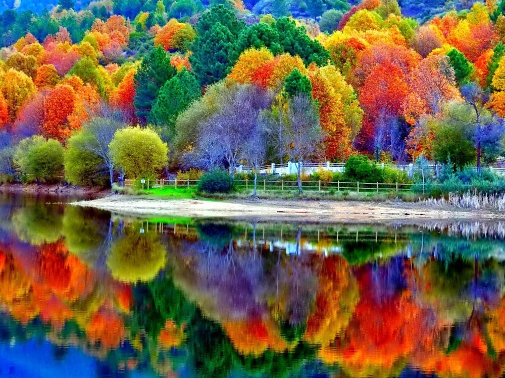 Autumn Trees Reflected In A Lake